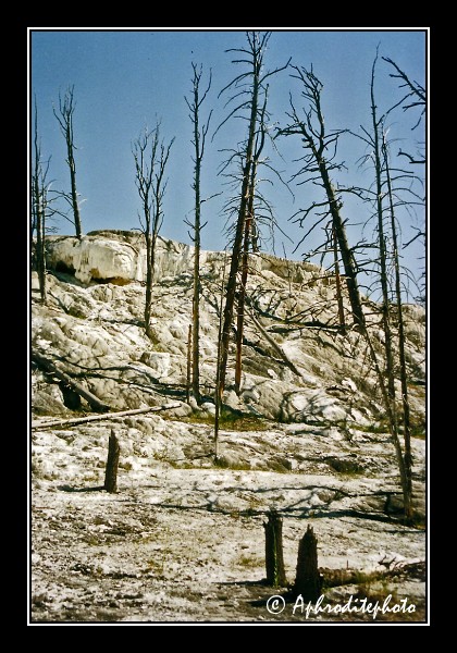 Yellowstone NP